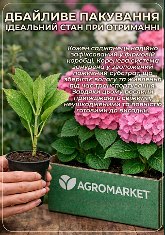 Гортензія деревоподібна великоквіткова «Стронг Анабель» (Hydrangea arborescens «Strong Annabelle») - фото 4