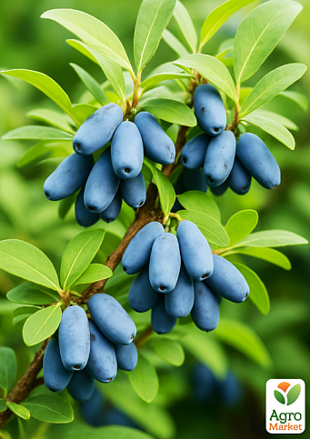 Жимолость 2х-летняя "Уссульга" (крупноплодный, ранний сорт) С1,5 - фото 6