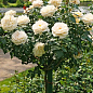 LMTD Роза на штамбе цветущая 3-х летняя "Royal White" (укорененный саженец в горшке, высота50-80см) цена