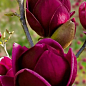 Магнолія щеплена 4-річна гібридна "Black Tulip" (висота 60-80см)