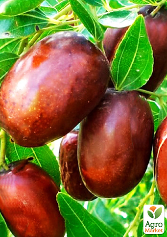 Зізіфус (унабі) "Сініт" (ранній термін дозрівання, високоврожайний сорт) вазон Р9, висота 10-15см