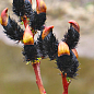 Ива тонкостолбиковая черная "Меланостахис" (Salix gracilistyla "Melanostachys") высота 25-40см