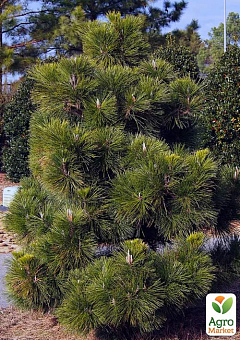 Сосна Тунберга 3-х летняя "Pinus Thunbergii" С1,5, высота 40-50см (подходит для бонсай)1