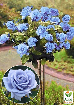 Роза штамбовая "Blue Nile" (саженец класса АА+) высший сорт2