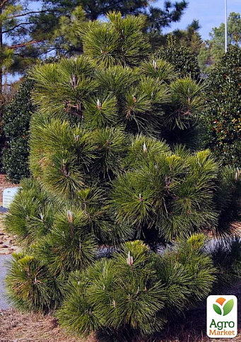 Сосна Тунберга 3-х летняя "Pinus Thunbergii" С1,5, высота 40-50см (подходит для бонсай)