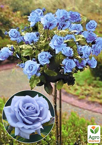 Троянда штамбова "Blue Nile" (саджанець класу АА+) вищий сорт