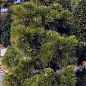 Сосна Тунберга 3-річна "Pinus Thunbergii" С1,5, висота 40-50см (підходить для бонсай) 
