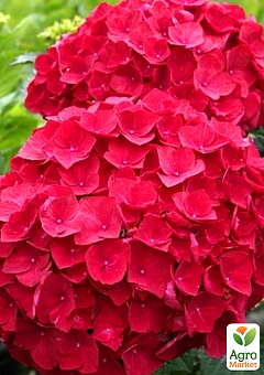 LMTD Гортензия macrophylla "Hot Red" 5-и летняя (высота 45-75см)23