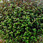 Каллизия ползучая "Repens Green"  купить