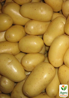 Картопля "Агата" насіннєва середньостигла (1 репродукція) 1кг1