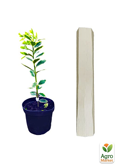 Падуб альтакларенский 3-х летний "Бельгика Ауреа"(Ilex x altaclerensis "Belgica Aurea") С2, высота 35-60см5