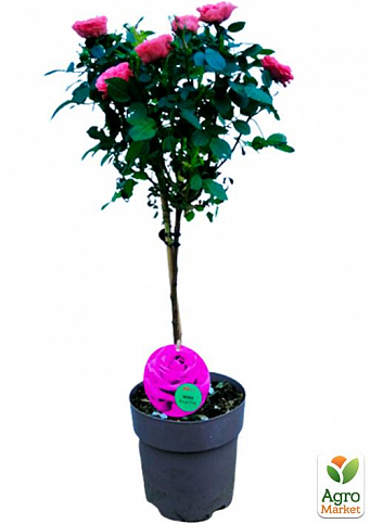LMTD Роза на штамбе цветущая 3-х летняя "Royal Pink" (укорененный саженец в горшке, высота50-80см) - фото 3