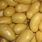 Картопля "Агата" насіннєва середньостигла (1 репродукція) 1кг