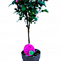 LMTD Роза на штамбе цветущая 3-х летняя "Royal Pink" (укорененный саженец в горшке, высота50-80см) цена