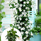 Дипладения (Mandevilla) "Rio White" (цветущая лиана)