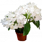LMTD Гортензия крупнолистная цветущая 2-х летняя "Snowball" (20-30см) купить