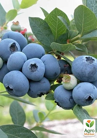 Голубика 3-х летняя "Блюджей" (Bluejey) С3 высота 60-80см - фото 6