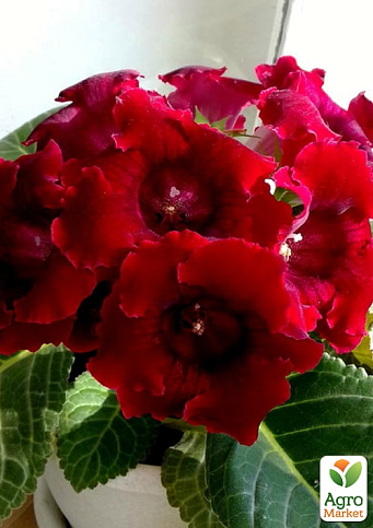 Глоксинія "Defiance" - фото 2