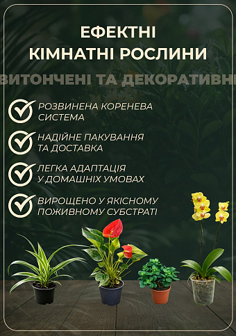 Спатифілум "Bellini Make Up" висота 55-65см - фото 5