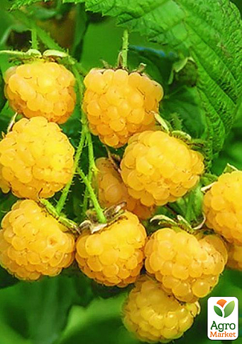 Малина "Золота феєрія" (ремонтантний та невибагливий сорт) 1-річний саджанець