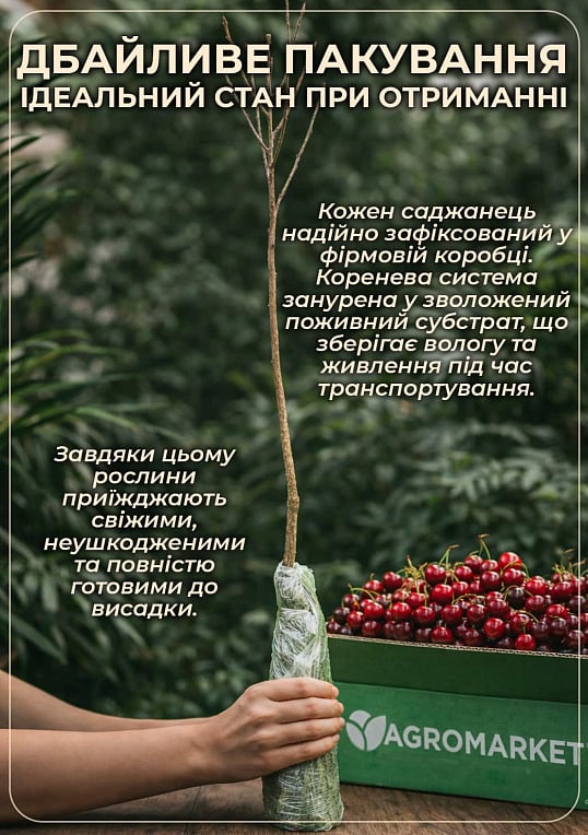 Вишня "Балатон" (летний сорт, поздний срок созревания) - фото 3