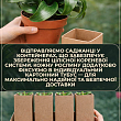 LMTD Гелихризум (Карри) на штамбе 3-х летний (30-40см)