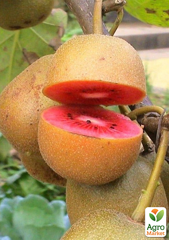 Ківі "Zespri Red" 2х річний саджанець (екзотичний, червоном'ясий фрукт, з цитрусовими нотками) - фото 3