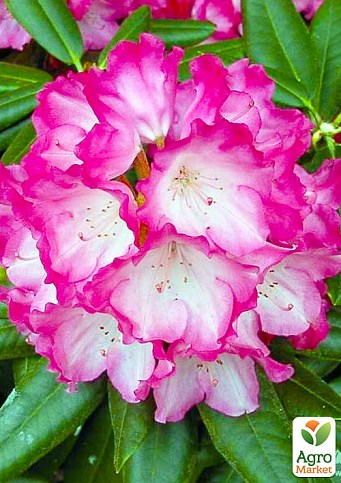 Ексклюзив! Рододендрон зовні насичено рожевий переходить в білий колір "Малиновий світанок" (Raspberry sunrise) (преміальний, один з найбільш захопить