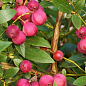 Голубика (черника садовая) 2 года "Пинк Лимонад" (Pink Iemonade) С1.5  высота 40-50см купить