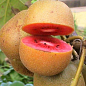 Ківі "Zespri Red" 2х річний саджанець (екзотичний, червоном'ясий фрукт, з цитрусовими нотками) цена