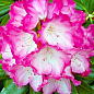 Эксклюзив! Рододендрон снаружи насыщенно розовый переходящей в белый цвет "Малиновый рассвет" (Raspberry sunrise) (премиальный, один из самых восхитит