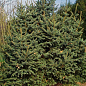 Ель Цихнайская толстоиглая "Picea Crassifolia" (горшок P9)