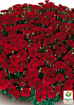 Хризантема мультифлора шарообразная "Camina Red" 1