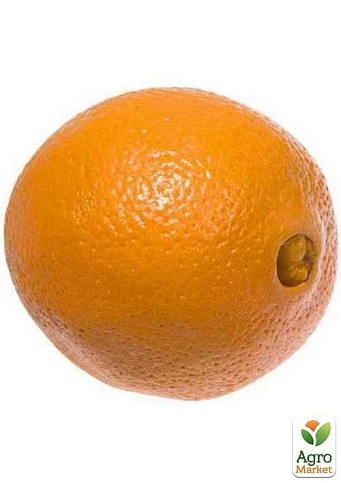 Апельсин "Пупковий" - фото 6