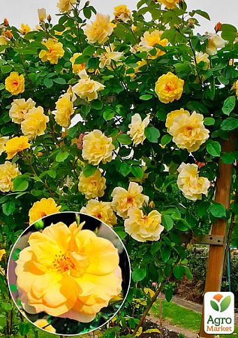 Роза плетистая "Зорба" (саженец класса АА+) высший сорт