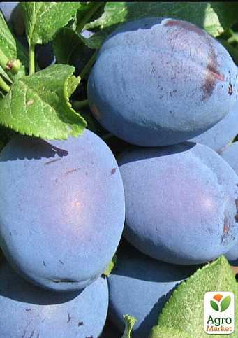 Слива "Чачакська Найкраща" (літній сорт, ранній термін дозрівання)