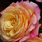 Роза чайно-гибридная "Flash Back" (саженец класса АА+) высший сорт