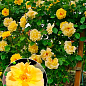 Троянда плетиста "Зорба" (саджанець класу АА+) вищий сорт