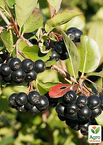 Рябина черная (арония), плод 100г