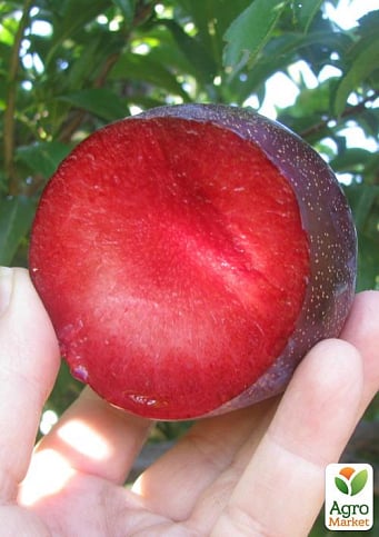 Слива "Бербанк гигант" (летний сорт, средний срок созревания)