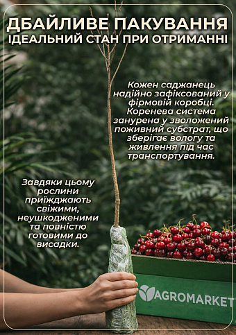Вишня "Кантор Янош Фюртош" (літній сорт, пізній термін дозрівання) - фото 4