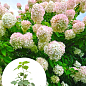 Гортензия 3-х летка метельчатая "Grandiflora"