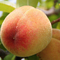 Персик "Лиманський" (літній сорт, середній термін дозрівання) цена
