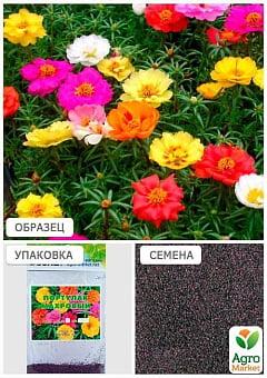 Портулак махровый (Зипер) ТМ "Весна" 1г26