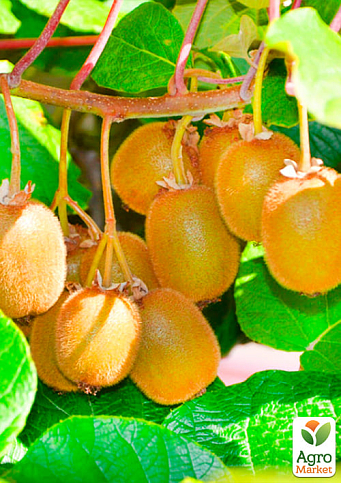 Киви самоопыляющийся "Генрих" - фото 4