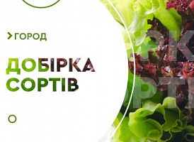 Як виростити салат на підвіконні - корисні статті про садівництво від Agro-Market