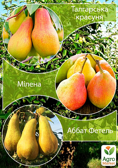 Дерево-сад Груша "Талгарская Красавица+Милена+Аббат Фетель" 2