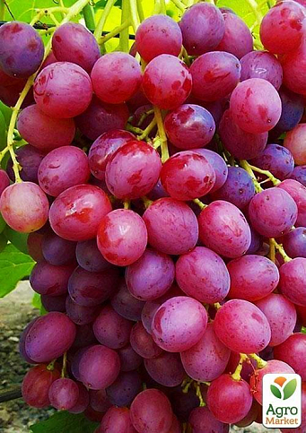 Виноград "Велес" (кишмиш, ранний срок созревания, грозди очень крупные, весом до 1500 г)