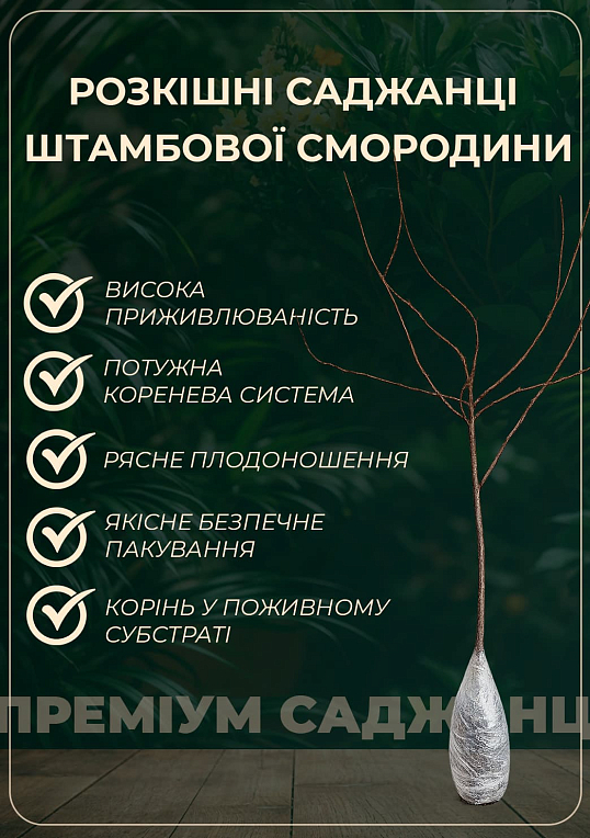 Эксклюзив! Смородина на штамбе кремовая с желтым оттенком "Лакомка" (Gourmand) (премиальный сорт насыщенного вкуса, среднераннего срока созревания)