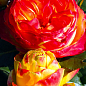 Роза английская"Вулканика" (саженец класса АА+) высший сорт